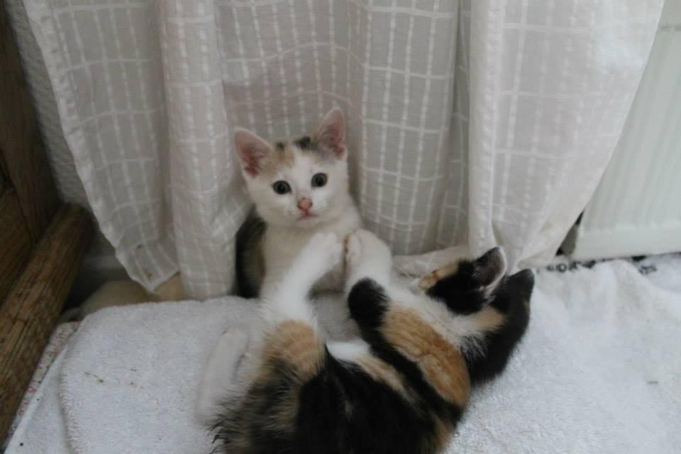 Huskat Poptats billede 2