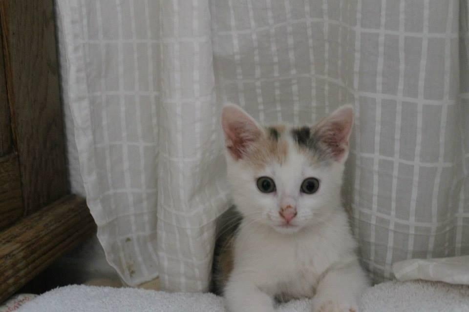 Huskat Poptats billede 3