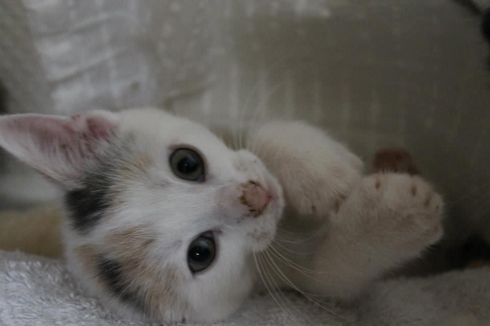 Huskat Poptats billede 4