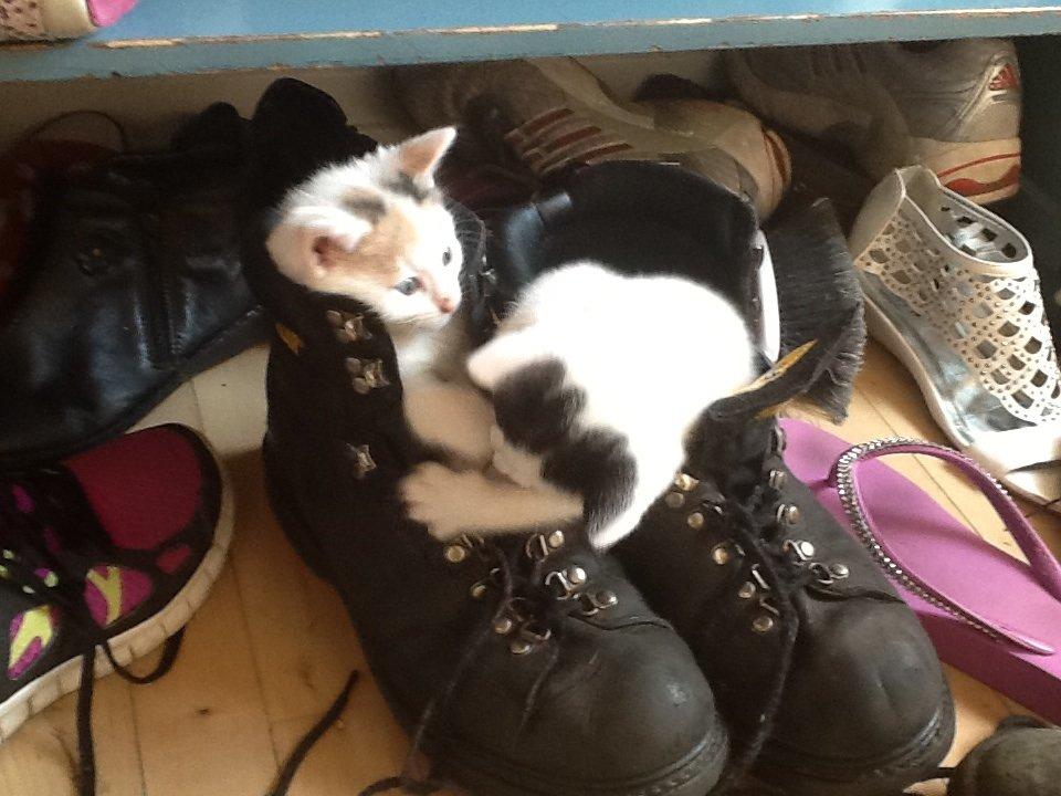 Huskat Poptats billede 5