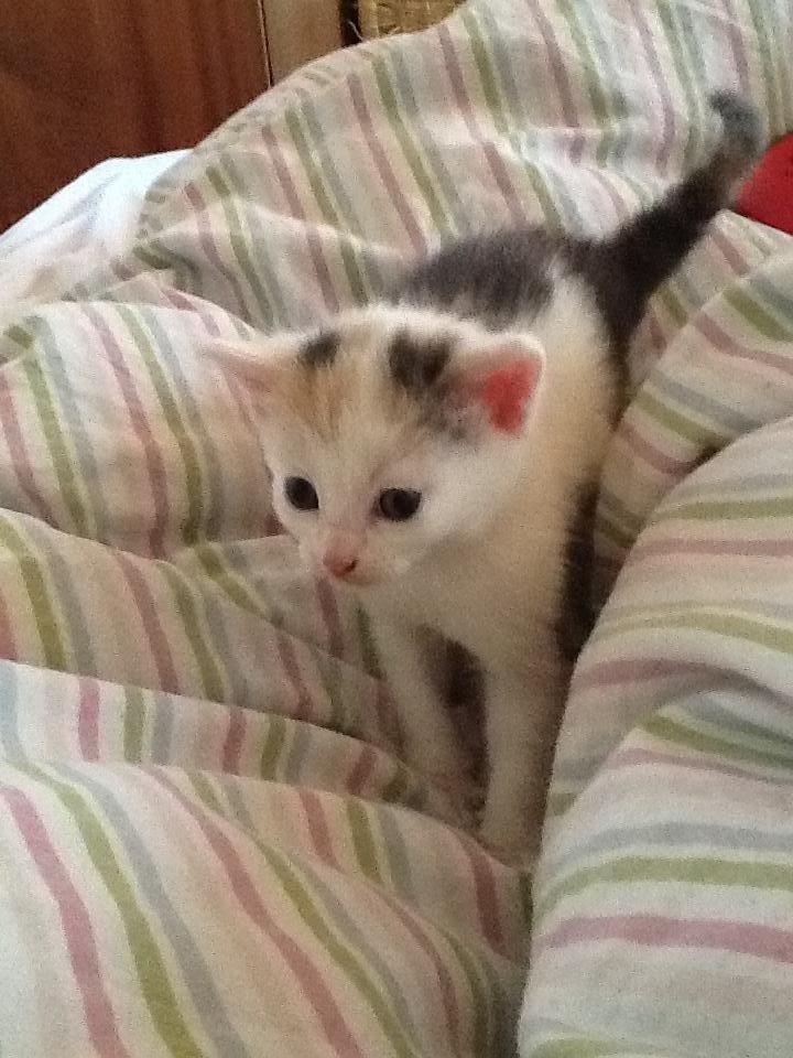 Huskat Poptats billede 6