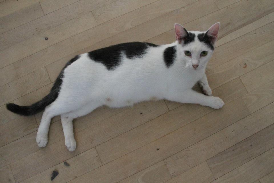 Huskat Fifi billede 13