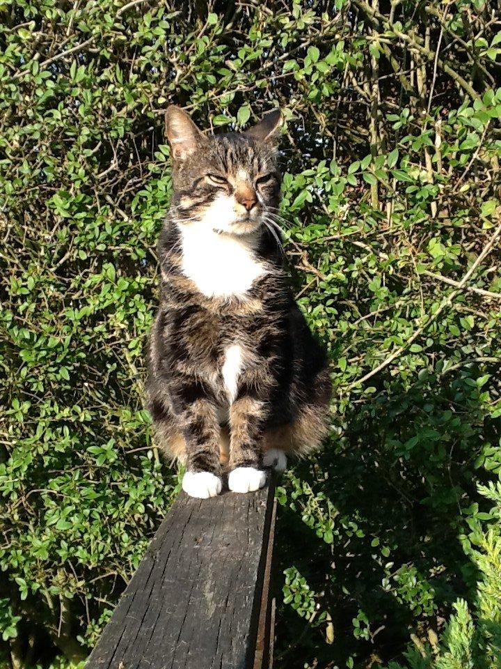 Huskat Turbo billede 10