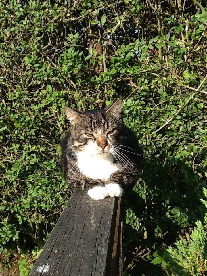 Huskat Turbo billede 11