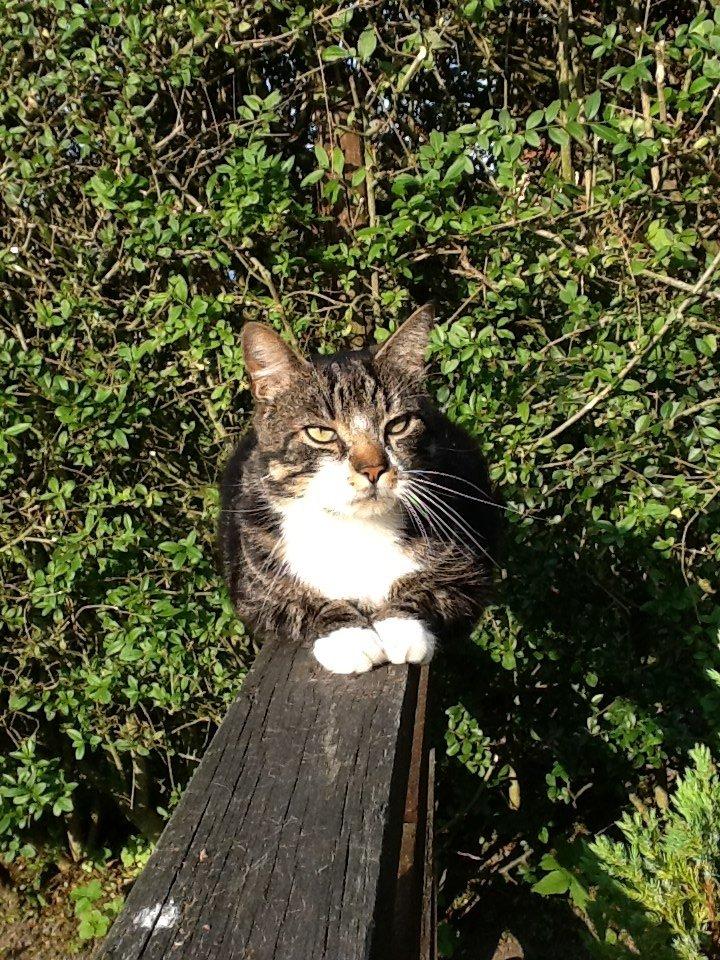 Huskat Turbo billede 12