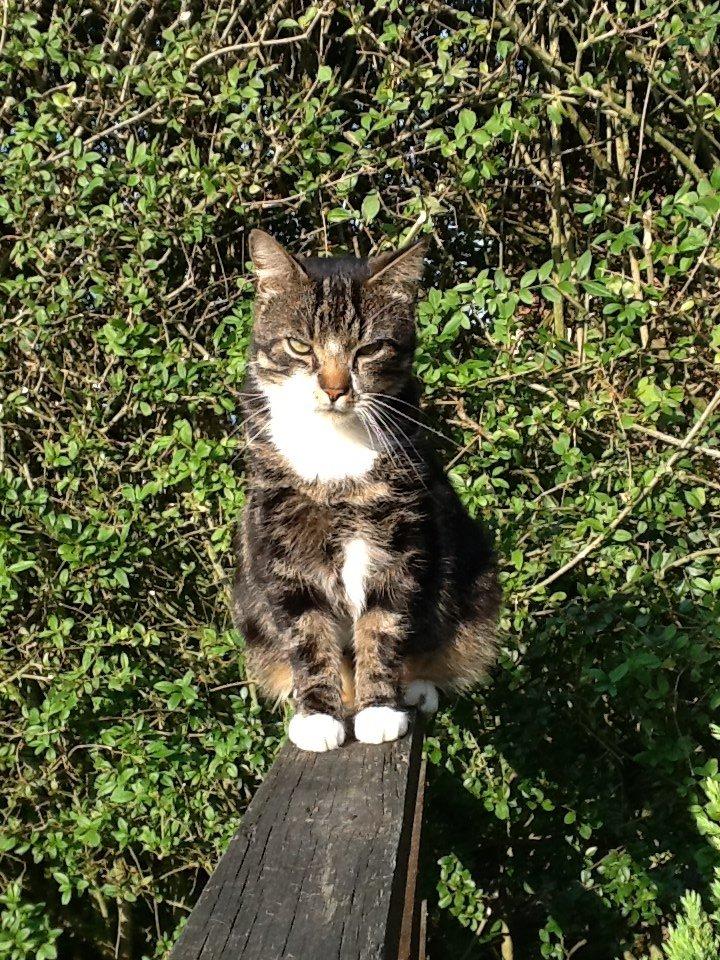 Huskat Turbo billede 13