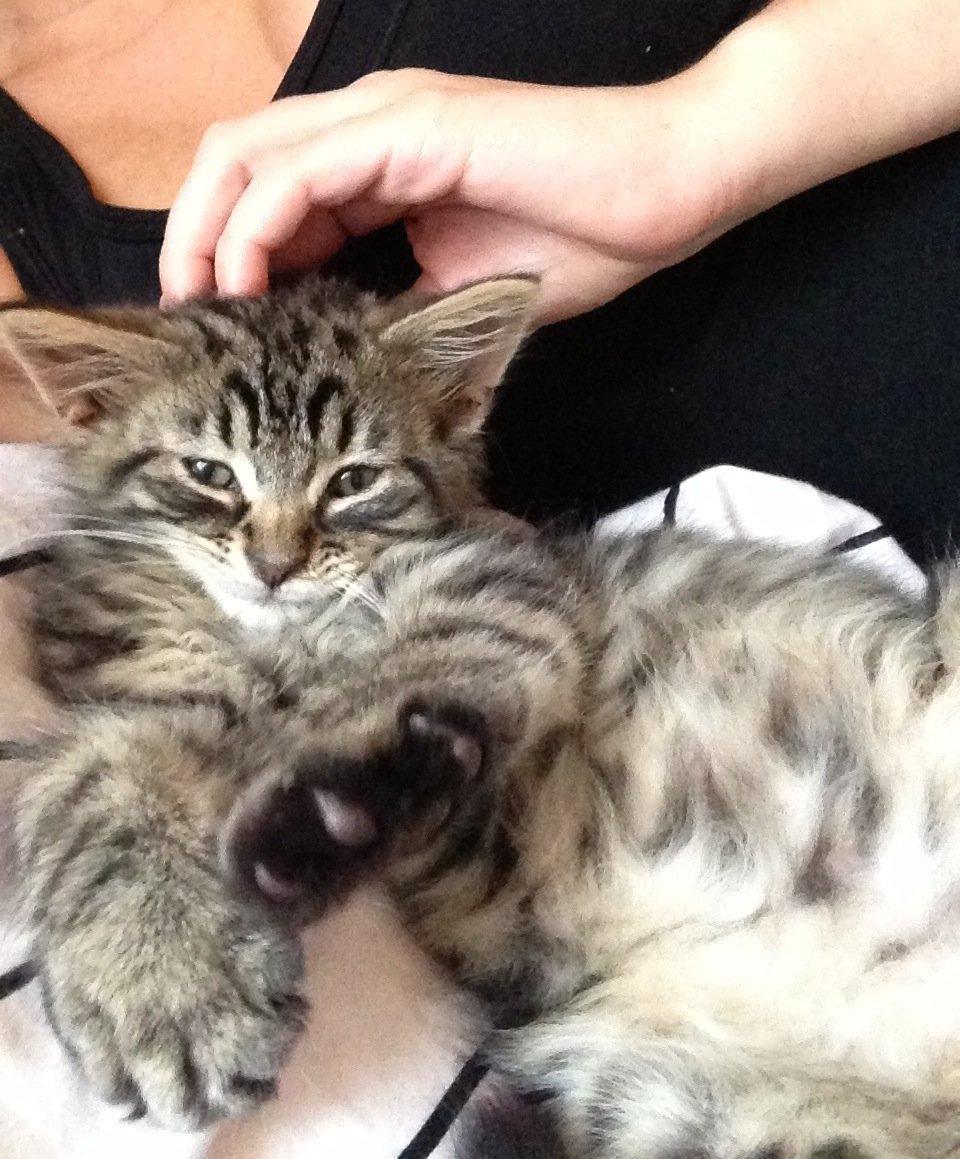 Blanding af racer Cosmo billede 6