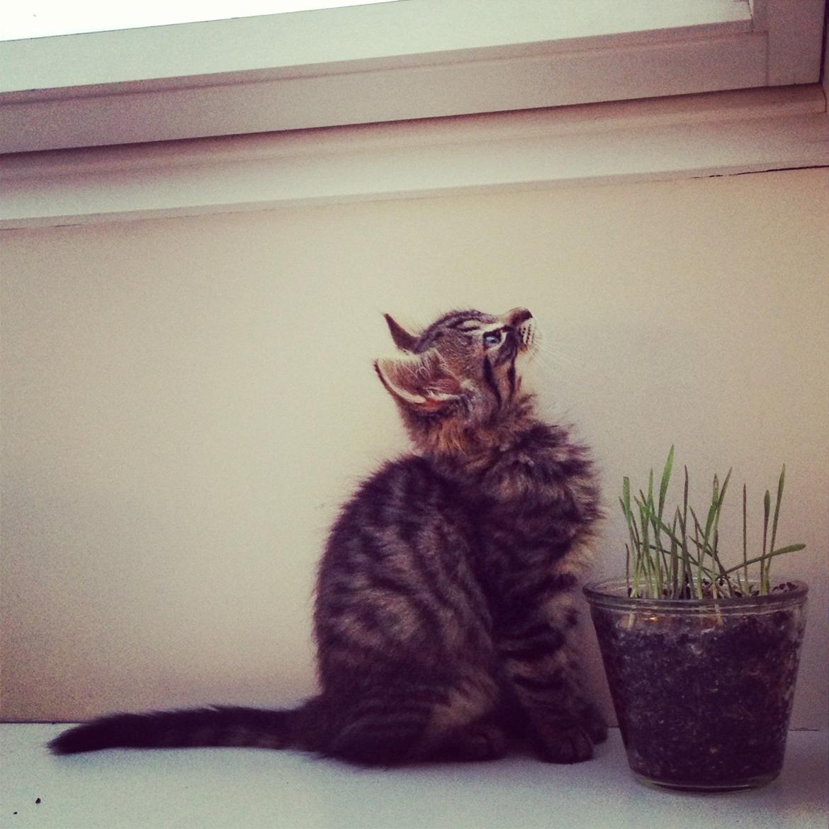 Blanding af racer Cosmo - (Kattegræs) billede 1