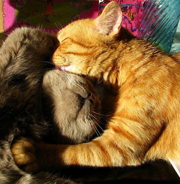 Blanding af racer Safir billede 6