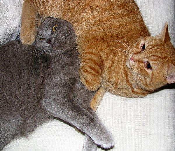 Blanding af racer Safir billede 7