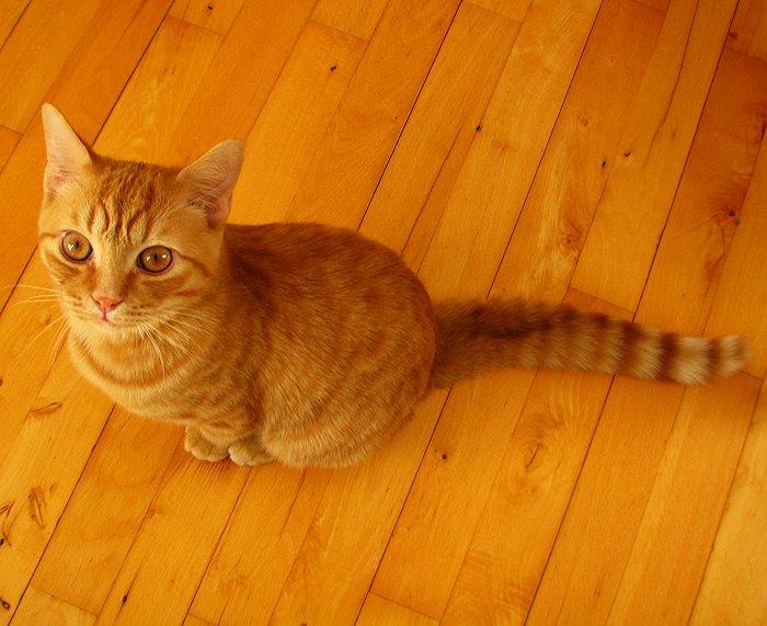 Blanding af racer Yuli billede 5