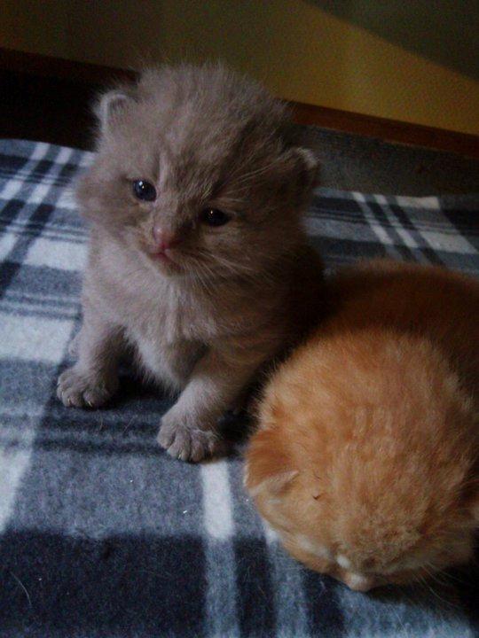 Blanding af racer Safir billede 21