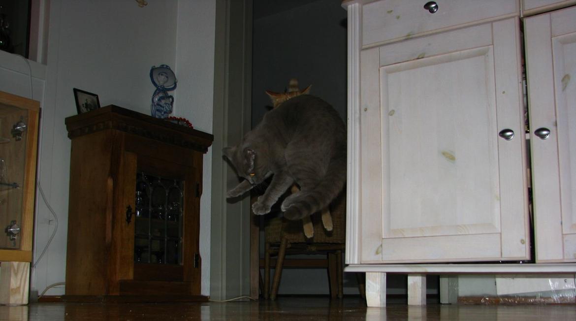 Blanding af racer Safir - Vild hoppeleg..... billede 8