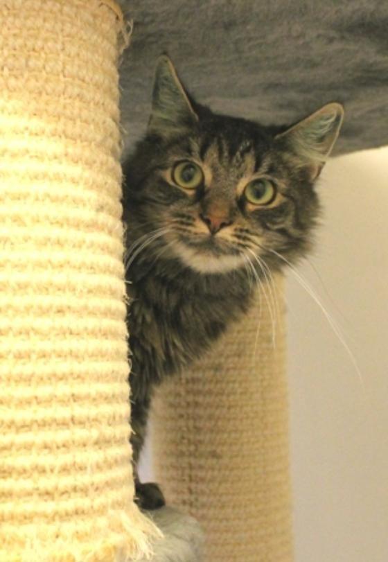 Norsk Skovkat Nala billede 1