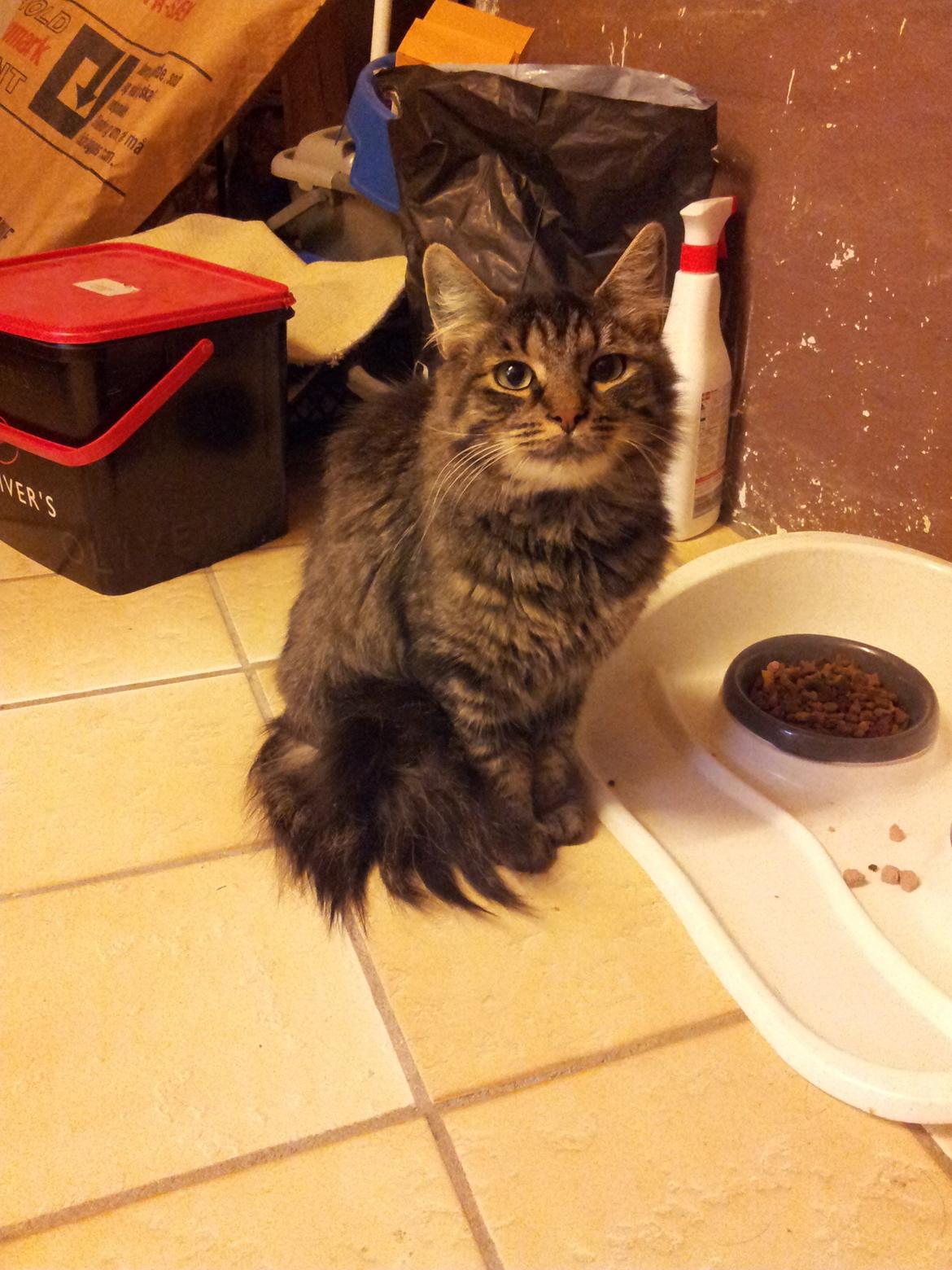 Norsk Skovkat Nala billede 2