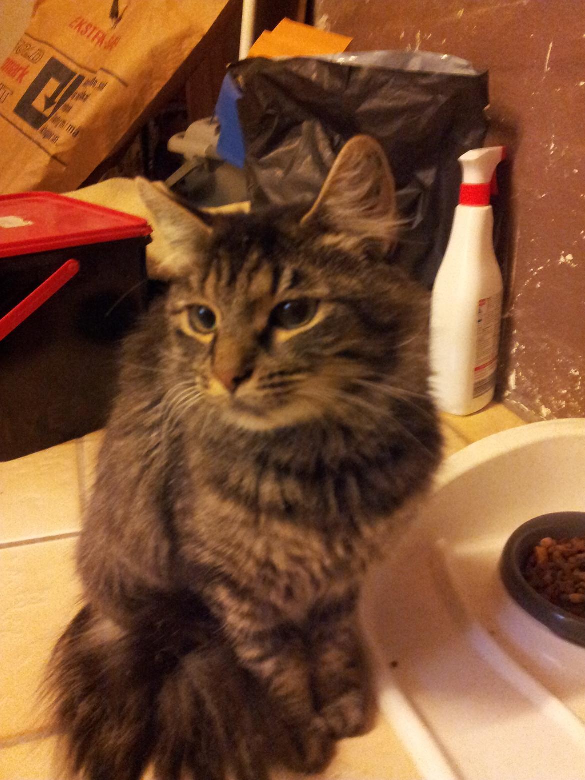 Norsk Skovkat Nala billede 3