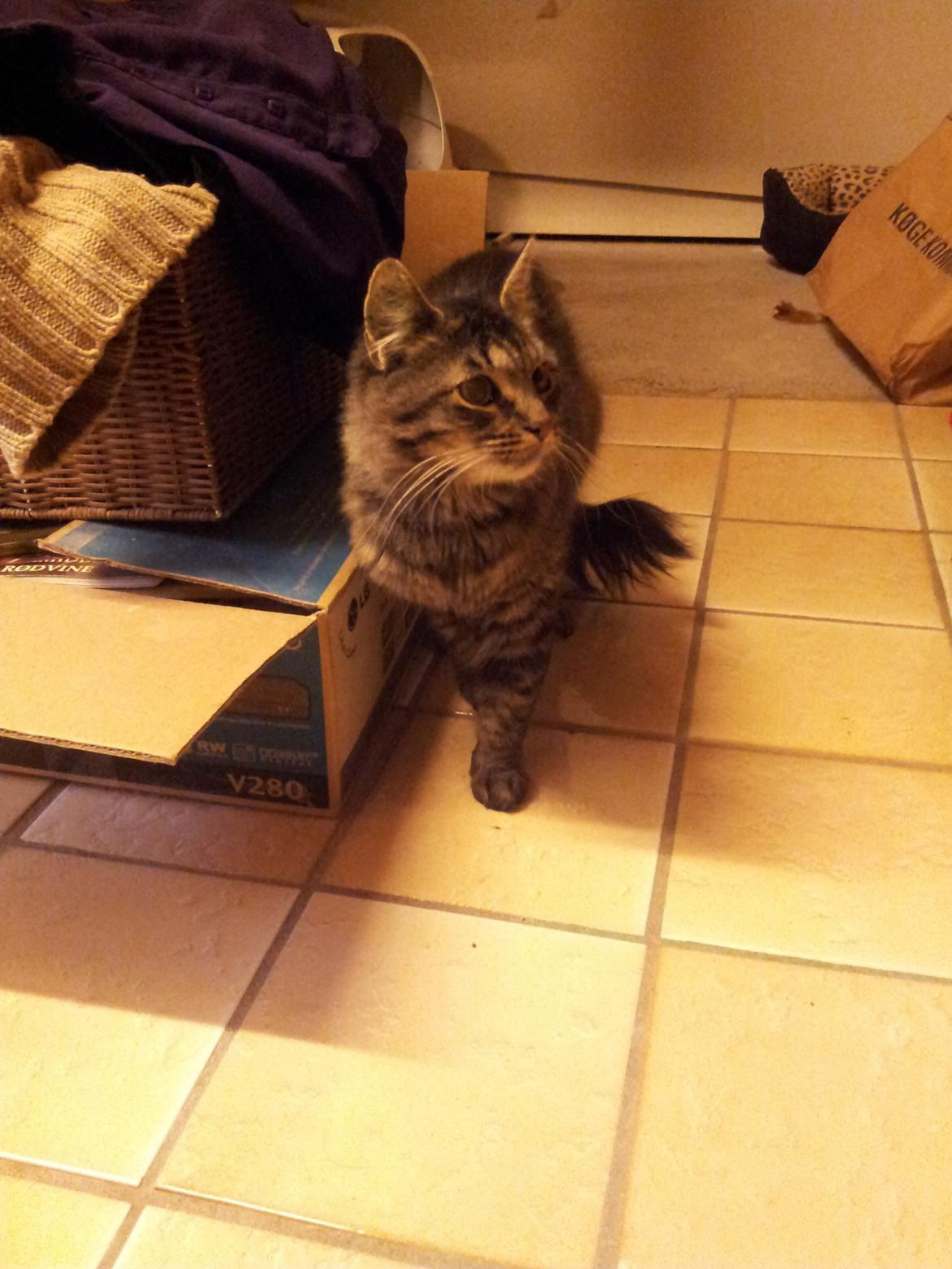 Norsk Skovkat Nala billede 4