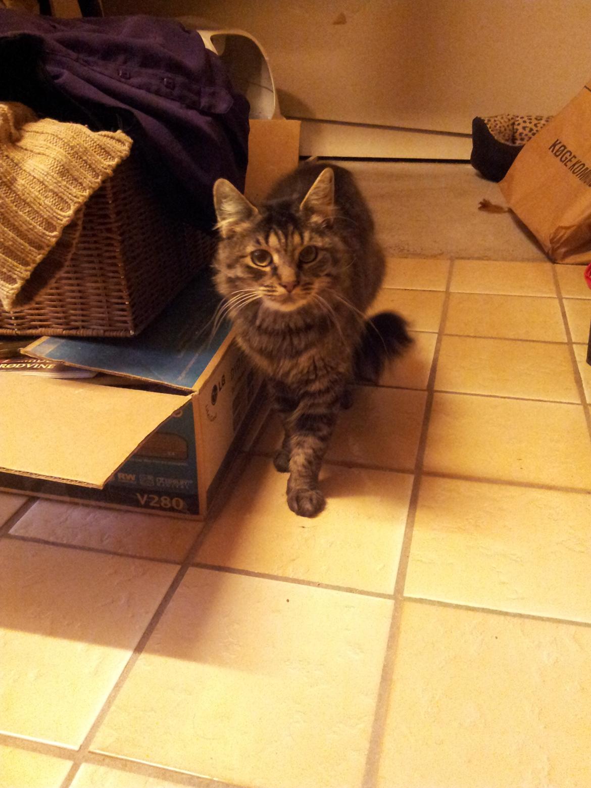 Norsk Skovkat Nala billede 5