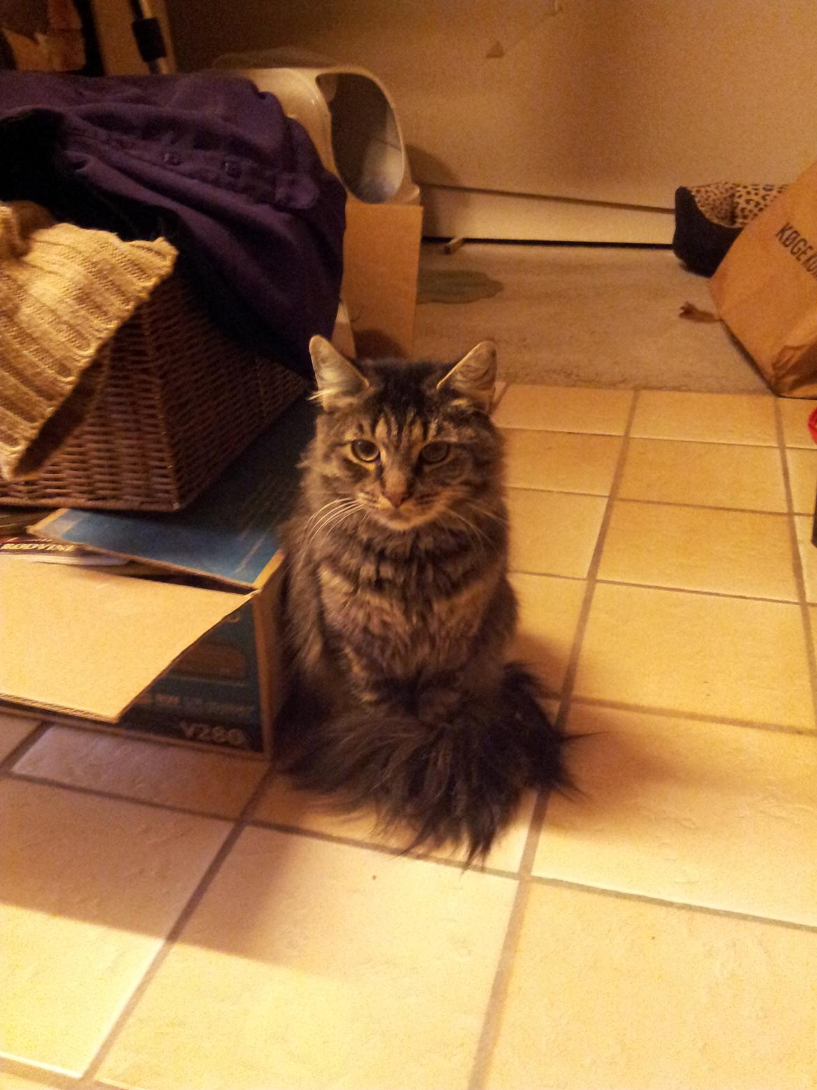 Norsk Skovkat Nala billede 6