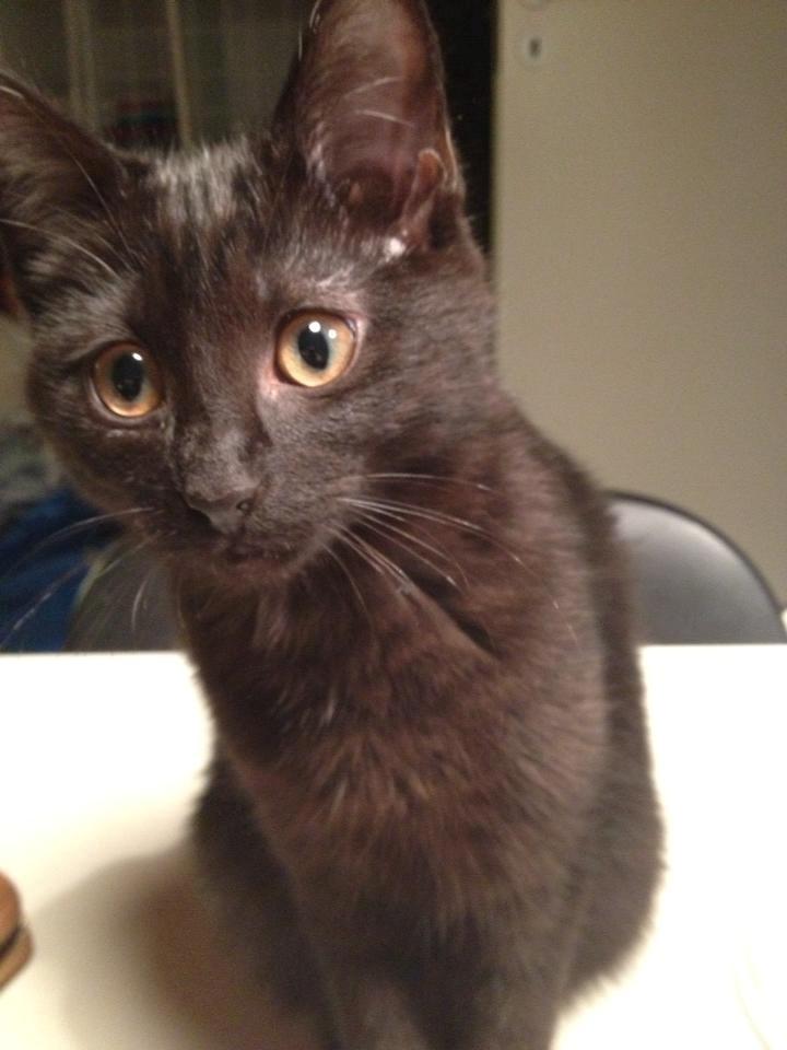 Huskat Mulle billede 1