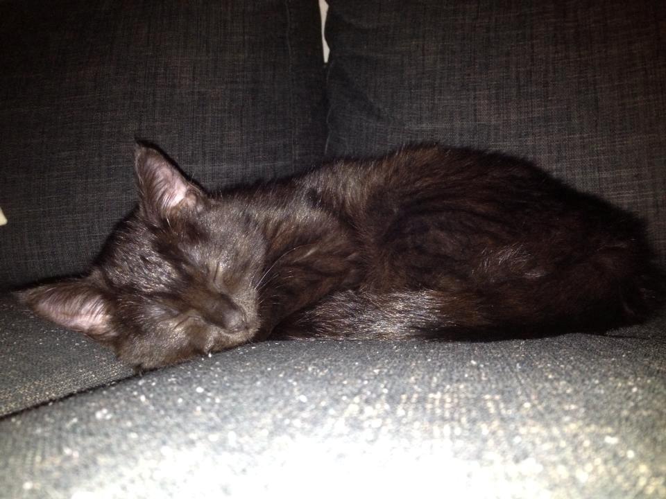 Huskat Mulle billede 2