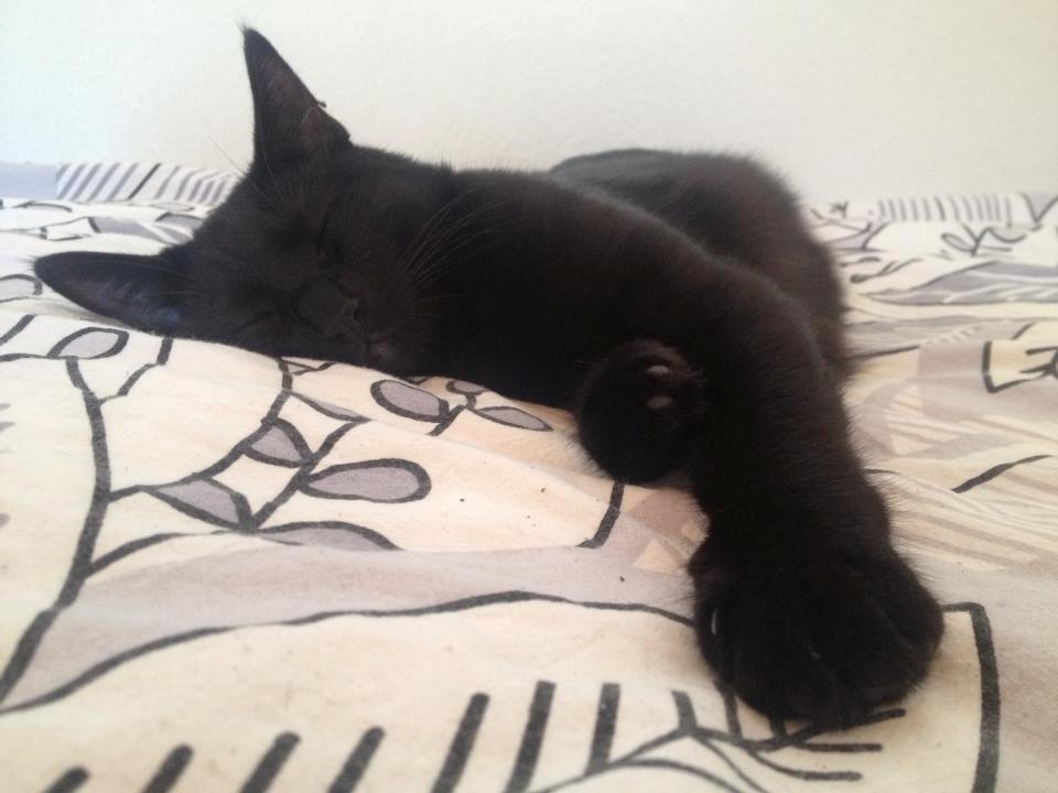 Huskat Mulle billede 3