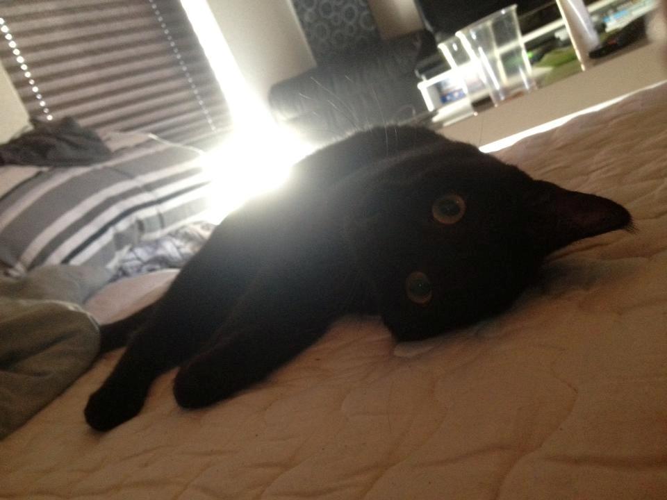 Huskat Mulle billede 4