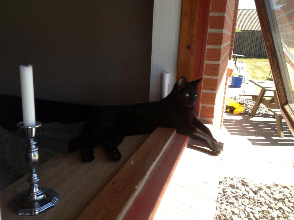 Huskat Mulle billede 5