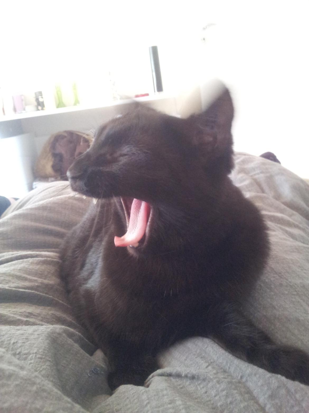 Huskat Mulle billede 7