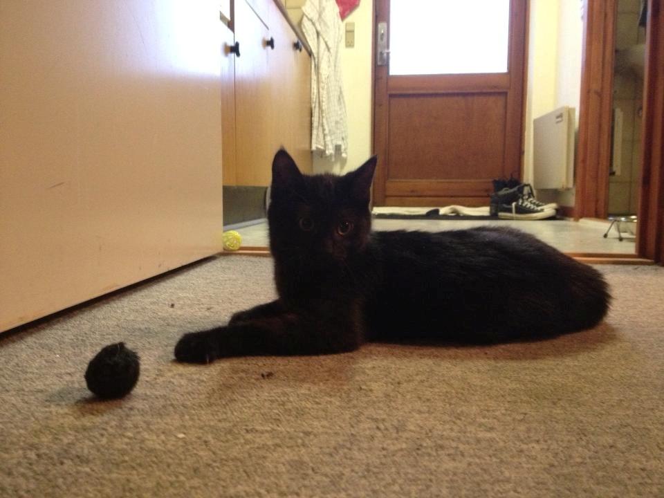 Huskat Mulle billede 8