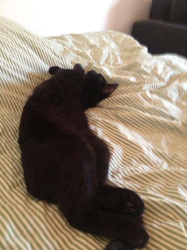 Huskat Mulle billede 9