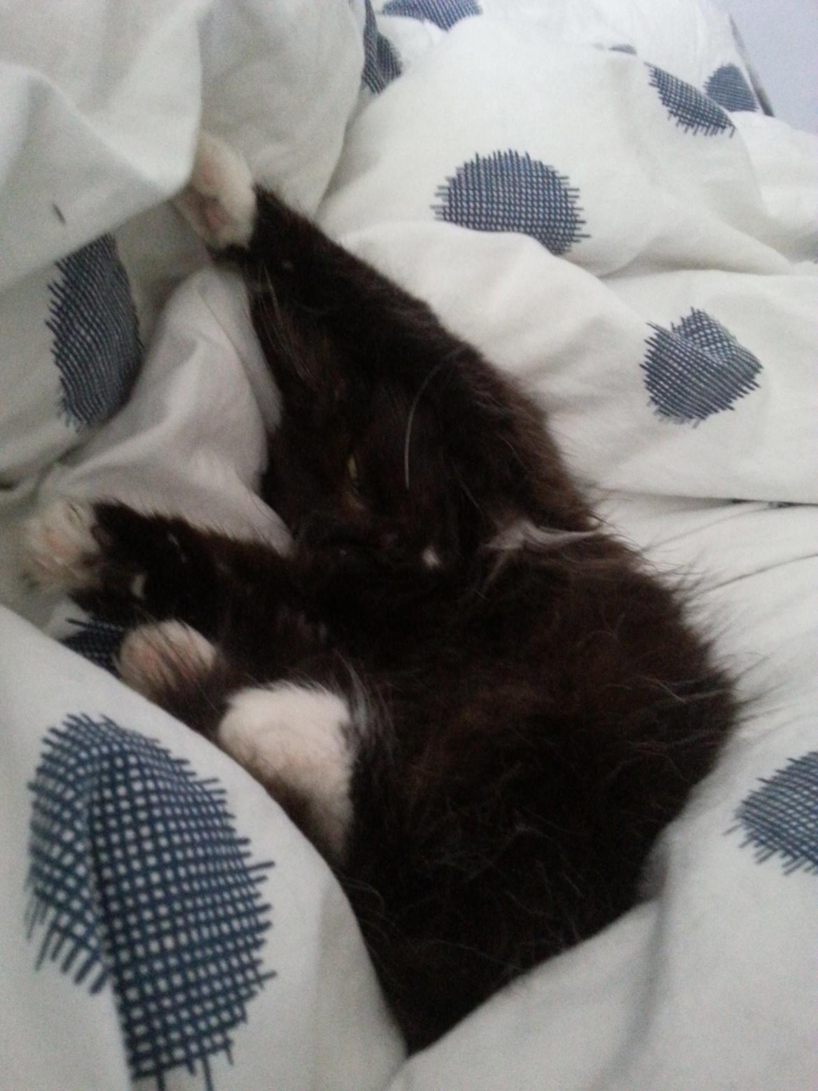 Blanding af racer Pjevs - Kramme, hygge og nusse i varme dyner søndag morgen.. Det er hårdt at være mis (:  billede 11