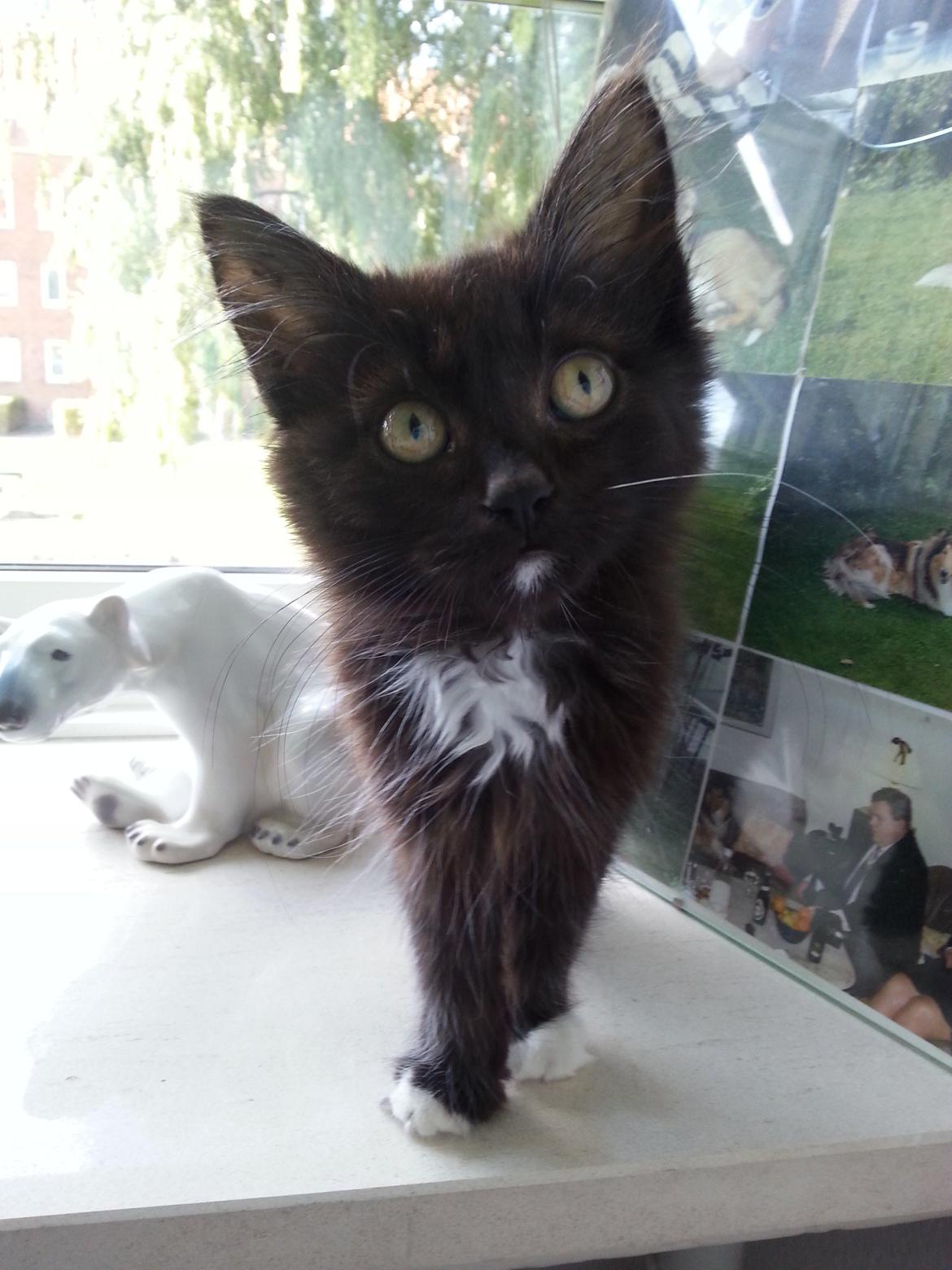 Blanding af racer Pjevs billede 13