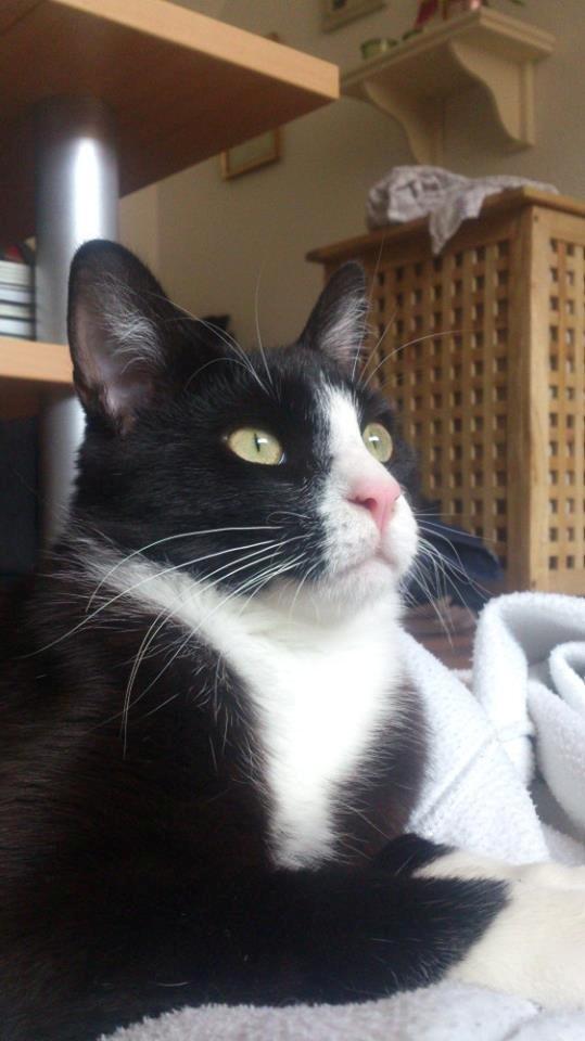 Blanding af racer Diego<3 billede 22