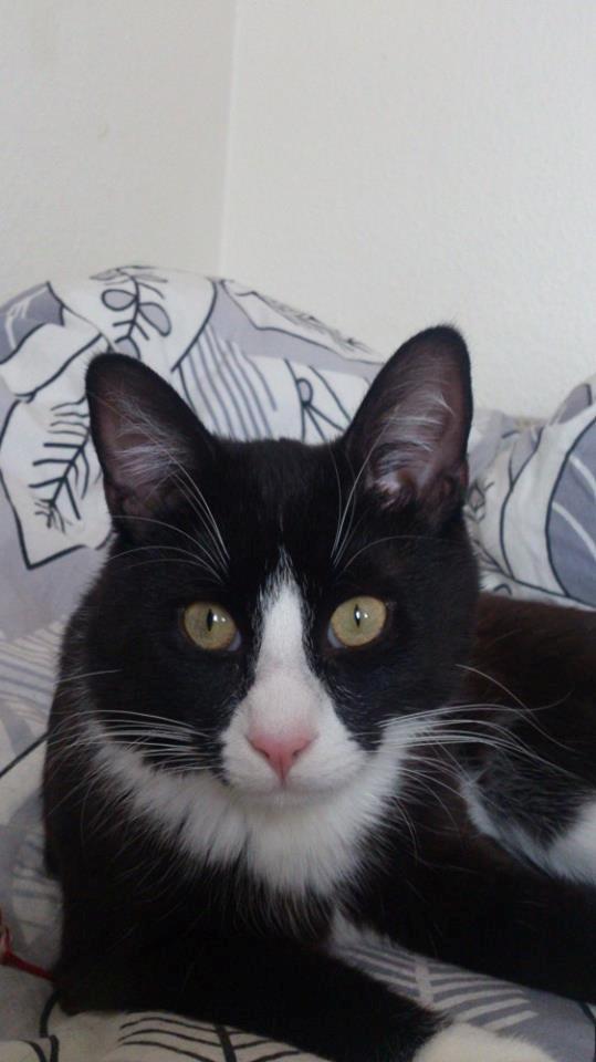 Blanding af racer Diego<3 billede 23