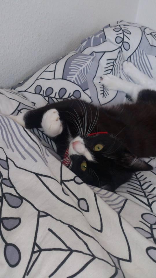 Blanding af racer Diego<3 billede 24