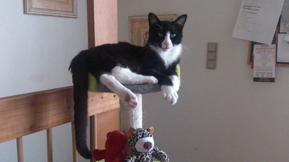 Blanding af racer Diego<3 billede 25