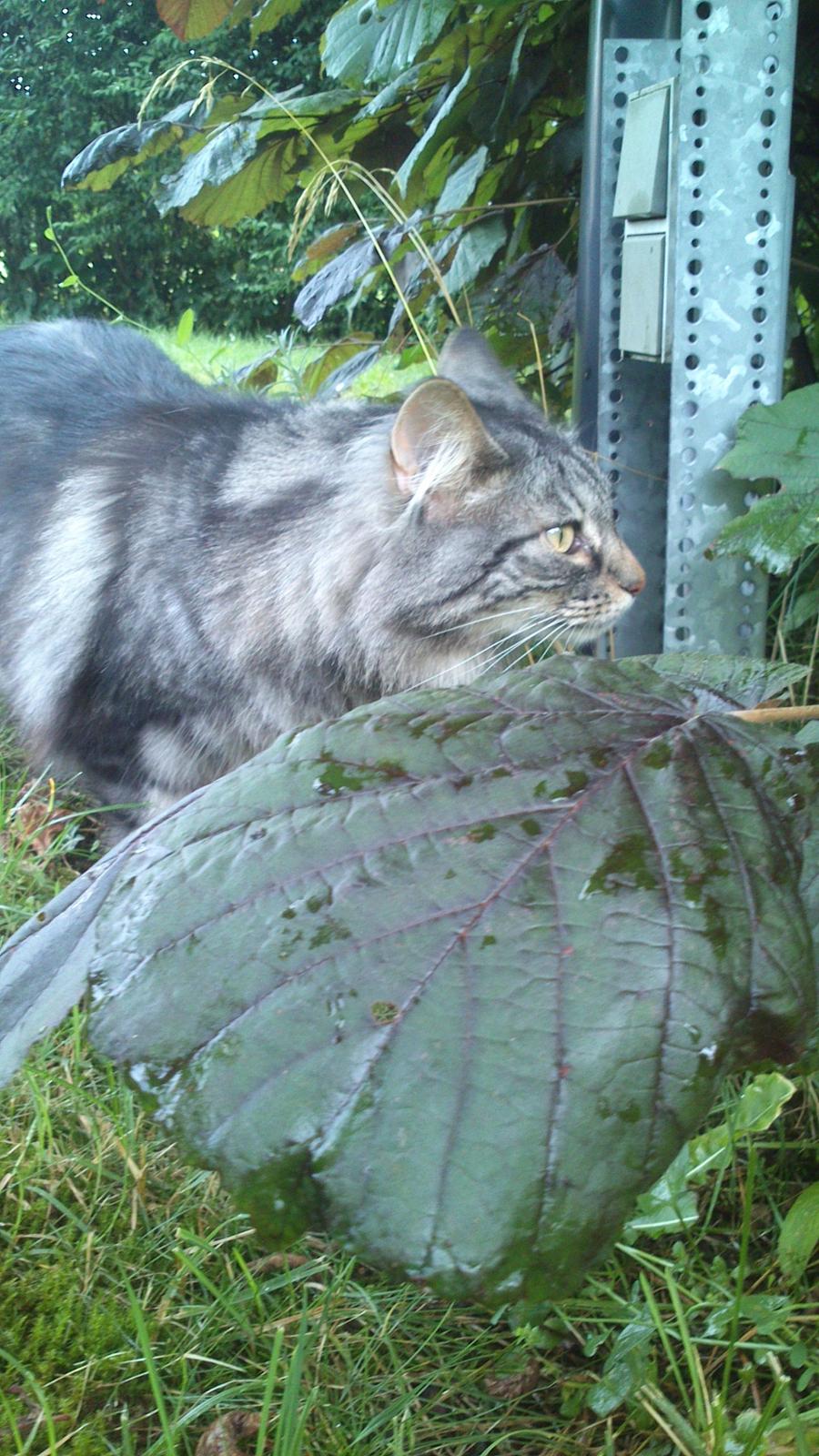 Norsk Skovkat Bsolsen Belladonna billede 24