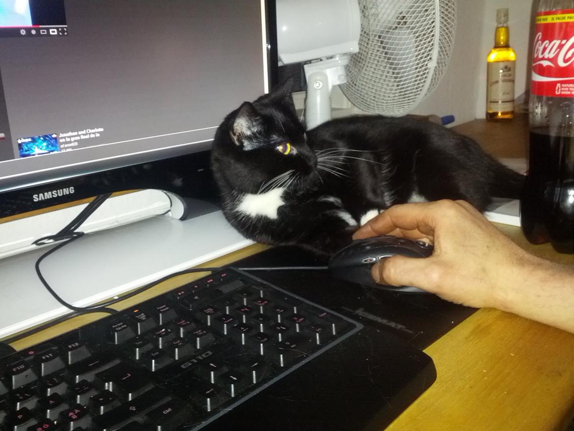 Huskat Filur billede 2