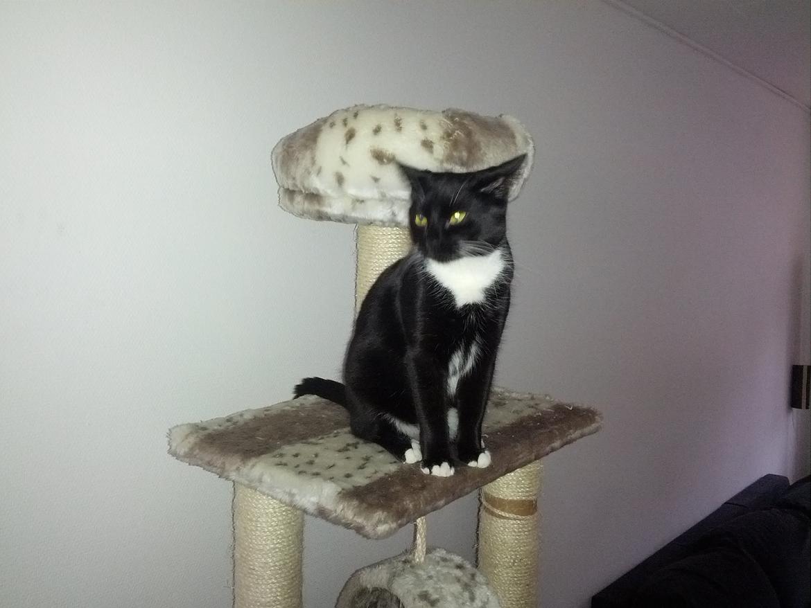 Huskat Filur billede 1