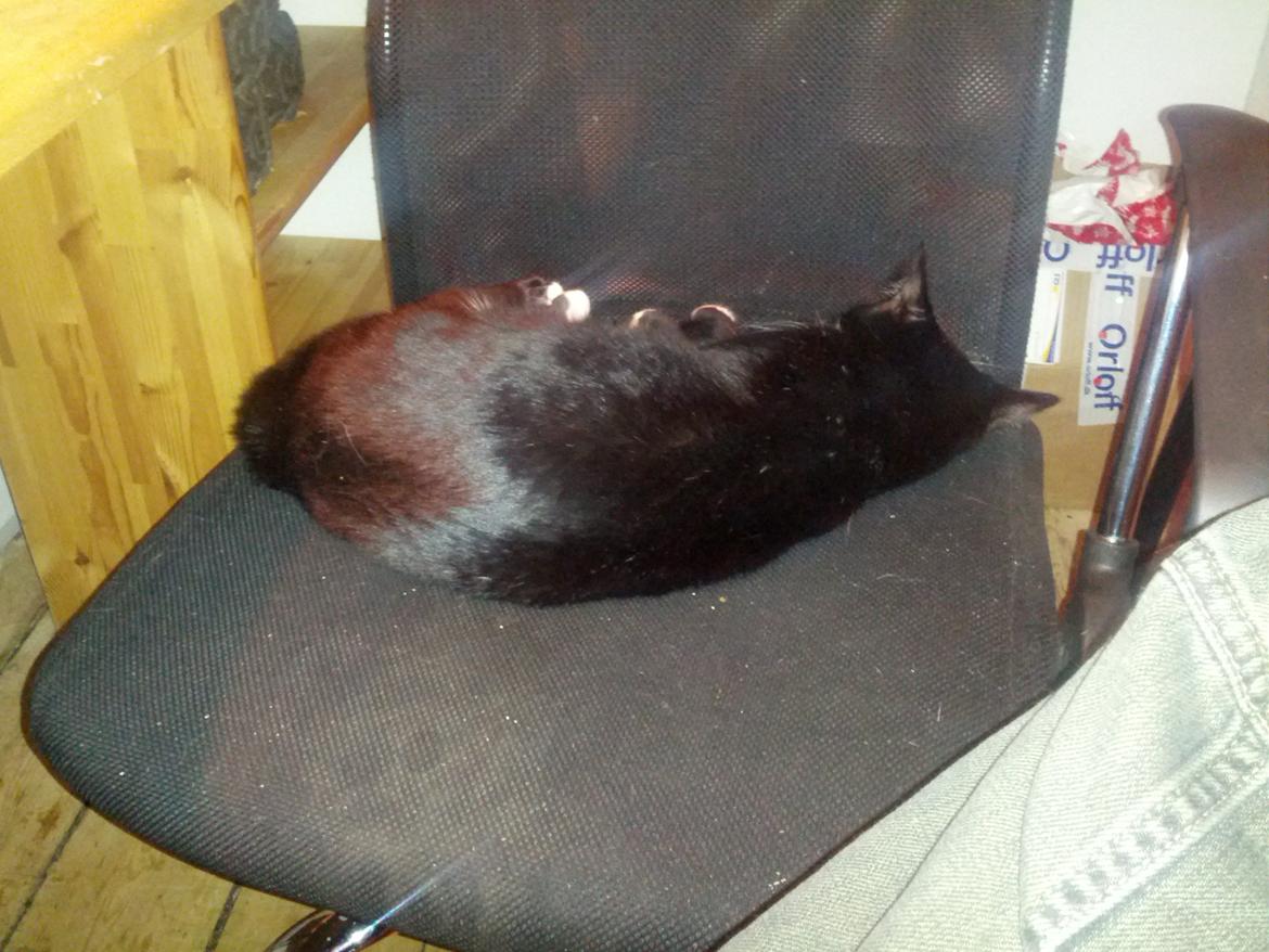 Huskat Filur billede 3