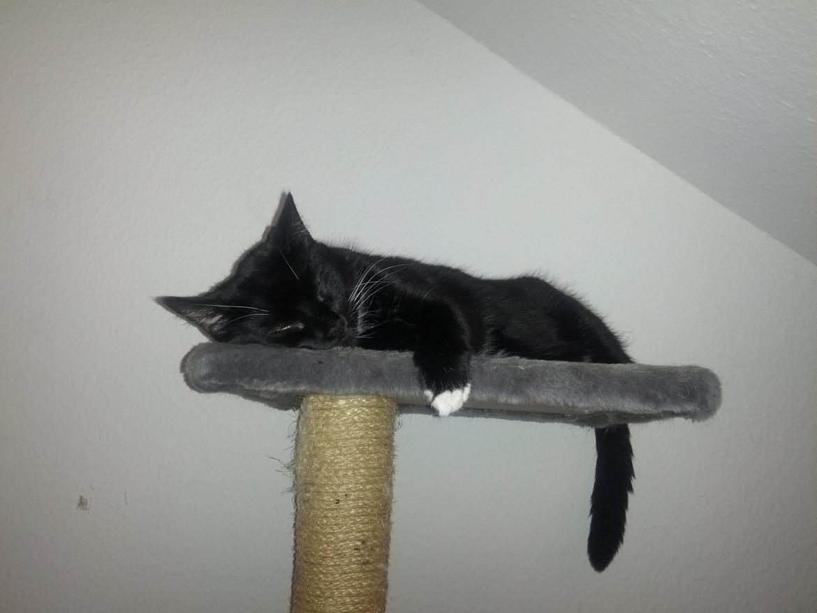 Huskat Filur billede 4