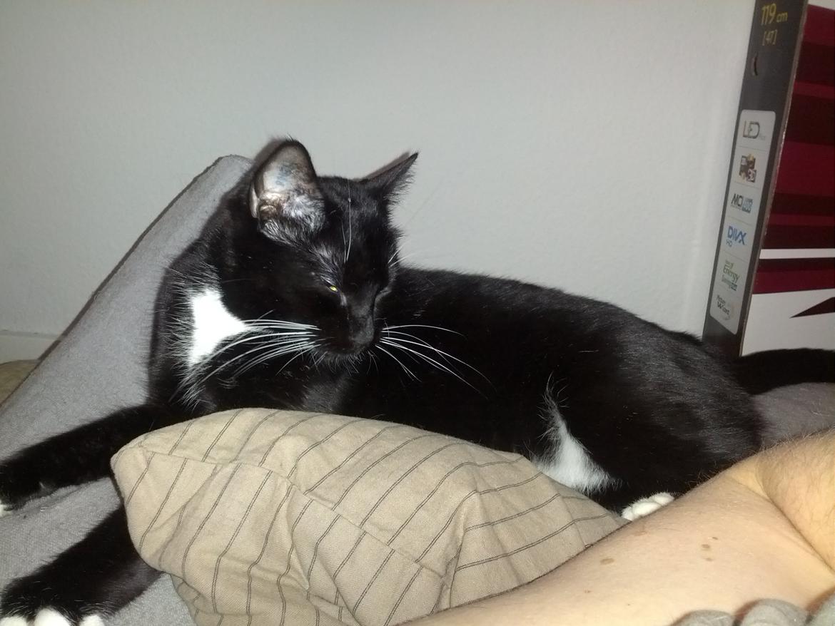 Huskat Filur billede 5