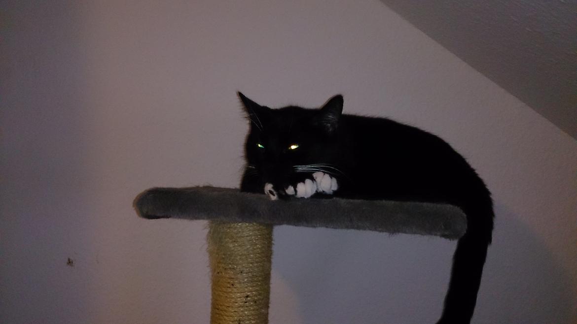 Huskat Filur billede 6