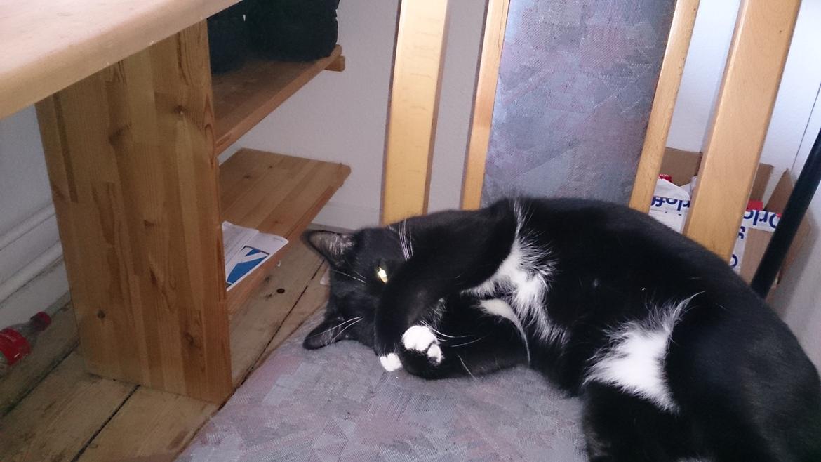 Huskat Filur billede 7