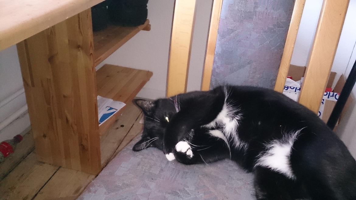 Huskat Filur billede 8