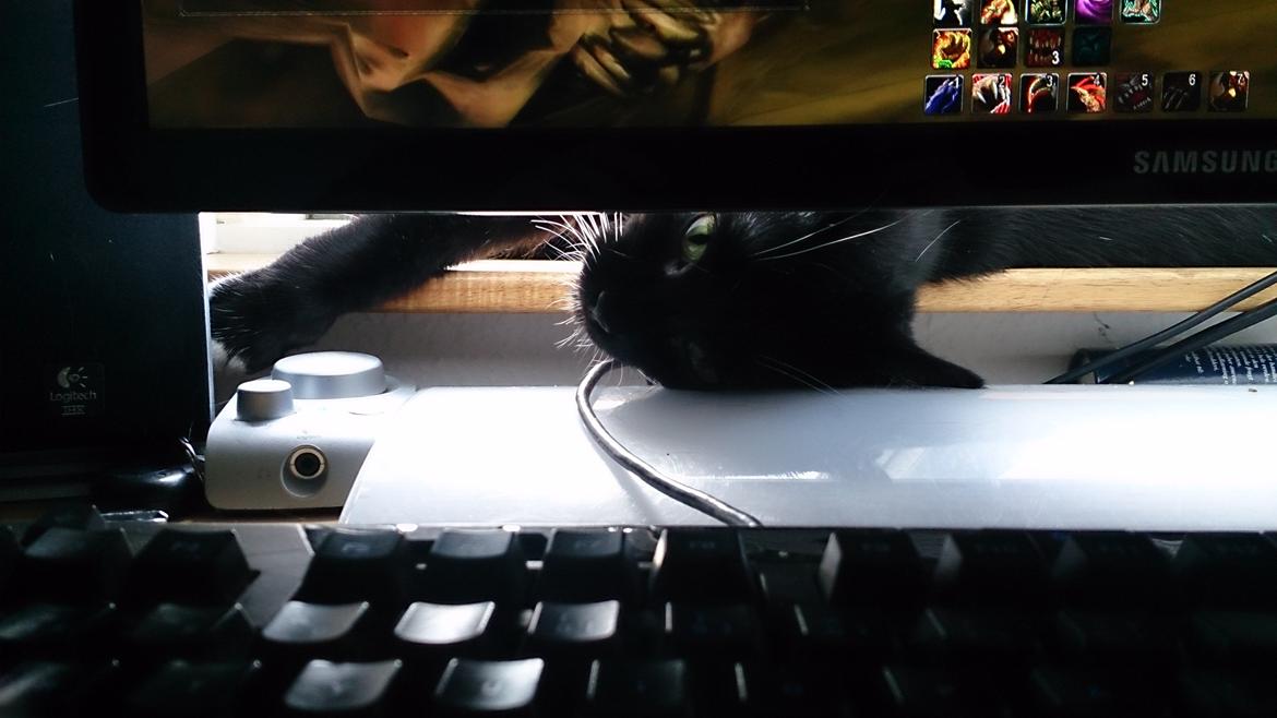 Huskat Filur billede 10