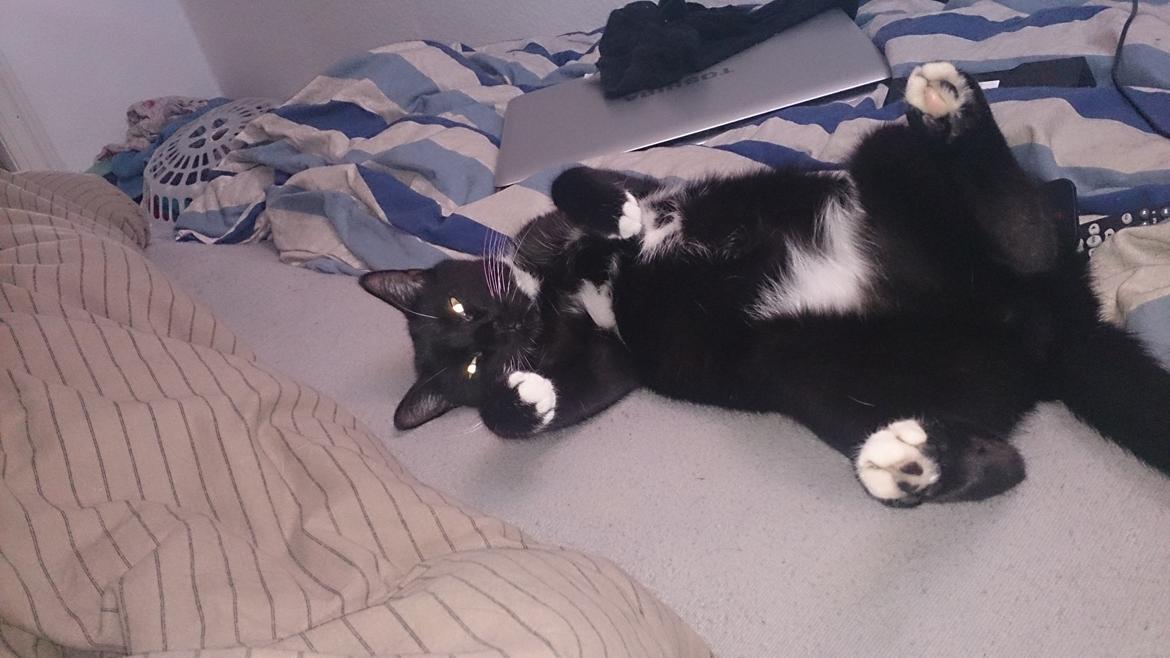 Huskat Filur billede 12