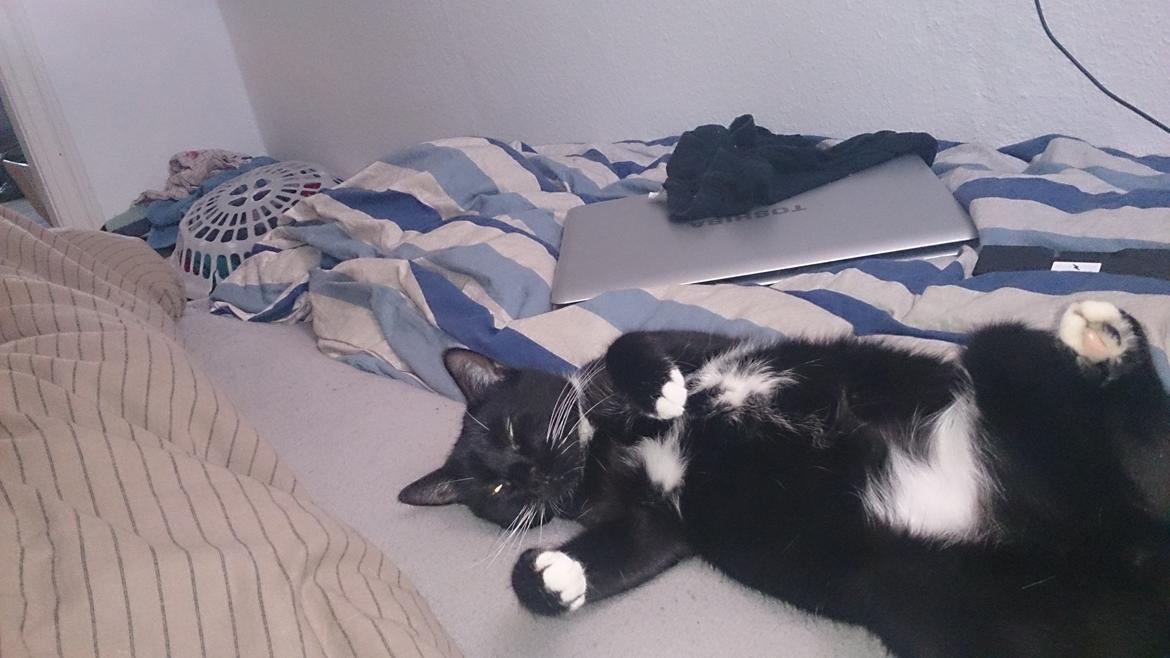 Huskat Filur billede 13