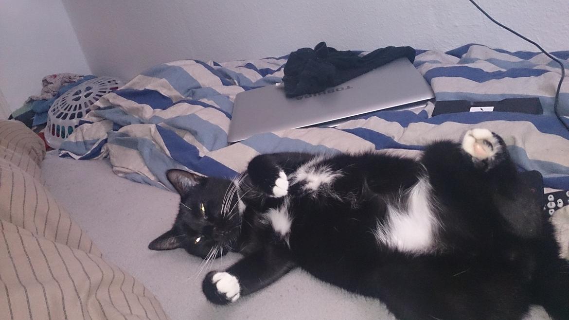 Huskat Filur billede 14